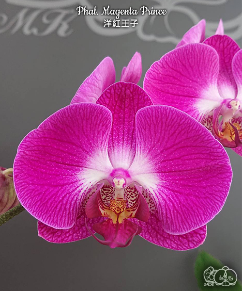 美琪園藝Miki Orchid - 品種詳細頁